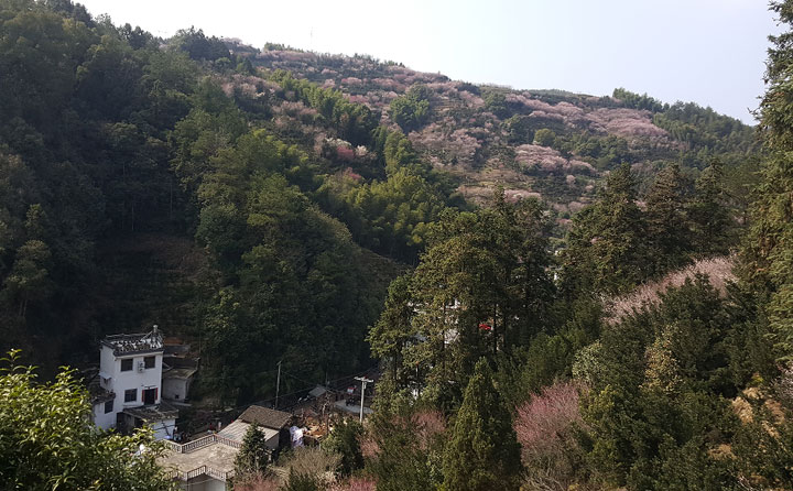 (黄山旅游十大免费景点: 卖花渔村  图示)
