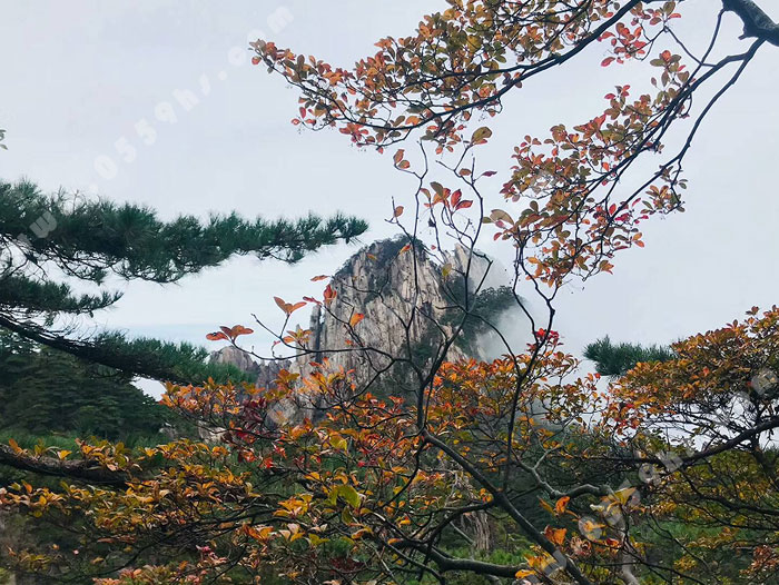 黄山一日游价格