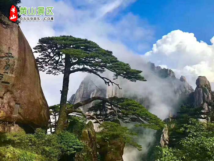 淄博到黄山旅游团三日游景点：黄山迎客松