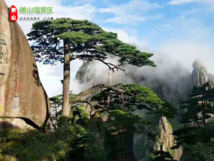 漯河到黄山旅行团景点：黄山迎客松