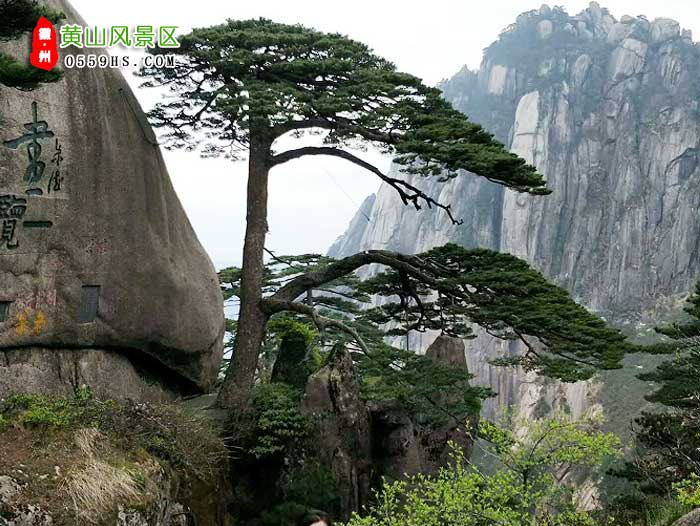 杭州到黄山三日游景点：黄山迎客松