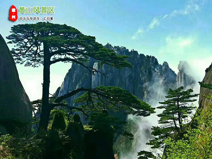 泰安到黄山三日游景点：黄山迎客松