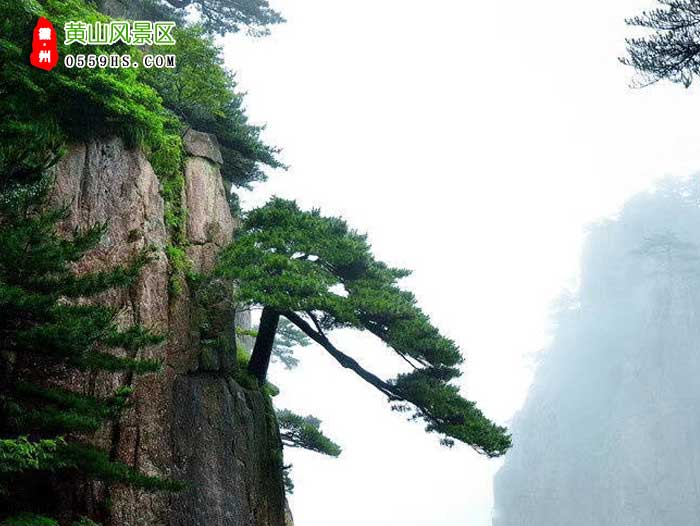 黄山宏村翡翠谷二日游景点：黄山四绝怪松