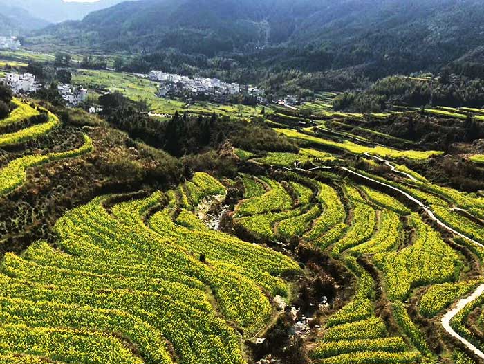 黄山四日游当跟团景点：婺源景区