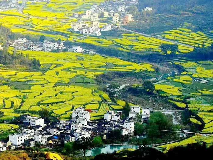 黄山四日游旅游景点：婺源