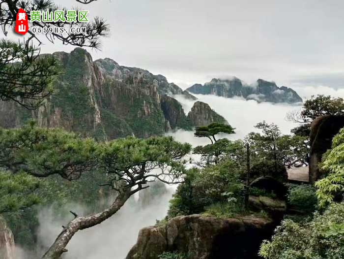 惠州到黄山旅游团景点：黄山云海